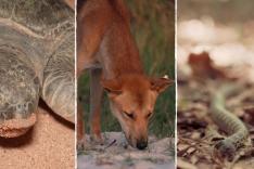 Champion de la survie