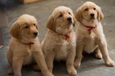 Six chiens sinon rien