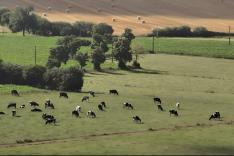 Vache folle, la Bretagne au coeur de la crise