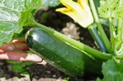Potager-courgette