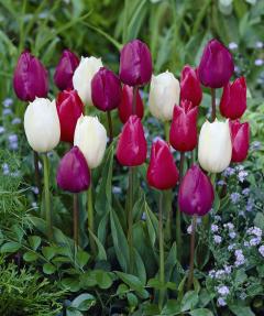 tulipes au jardin