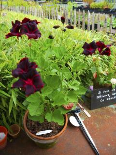 geranium pelargonium La Prêle