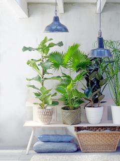 Plante verte tropicale