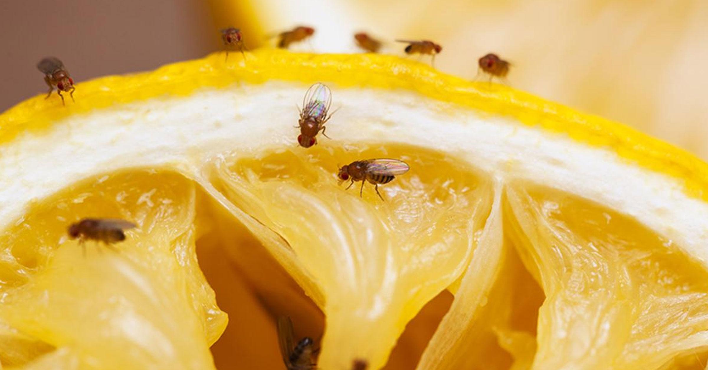 wat te doen tegen fruitvliegjes in de keuken