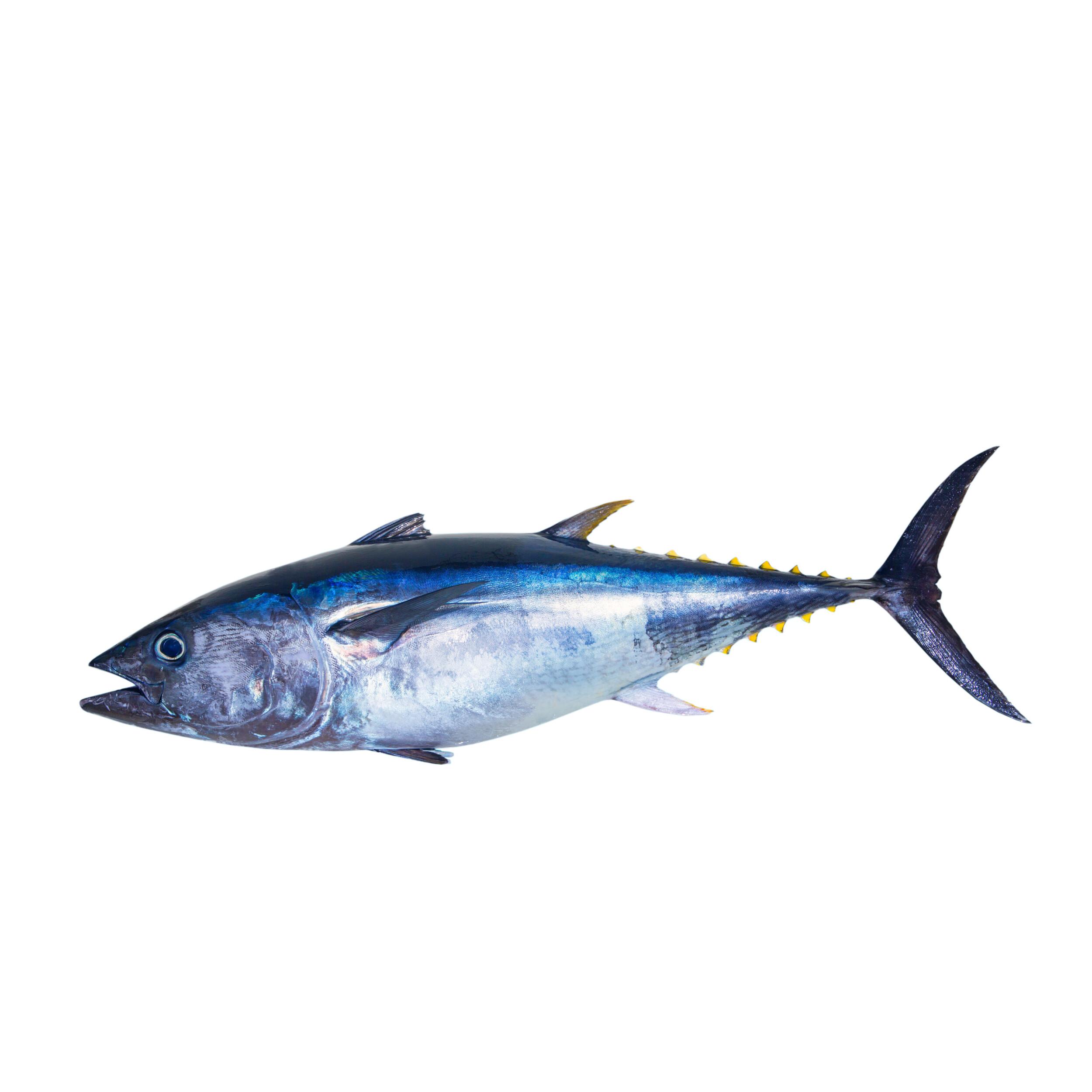 blauwvintonijnen