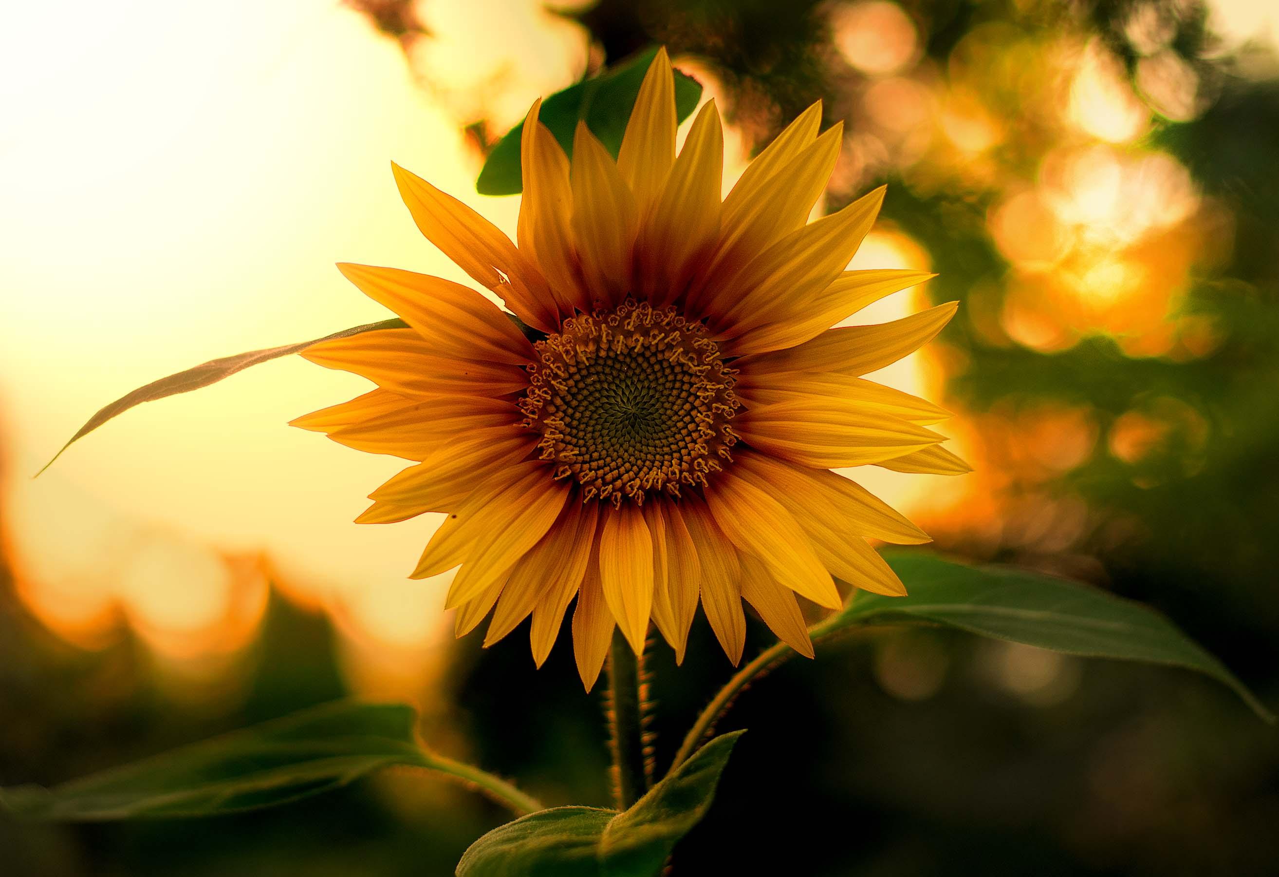 Zo mooi zijn zonnebloemen ken je deze soorten al? Libelle Zo mooi zijn zonnebloemen ken je deze soorten al? Libelle