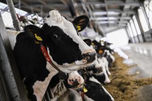 Zowel het aantel runder- als varkensbedrijven in West-Vlaanderen is in twintig jaar tijd met 54 procent geslonken.