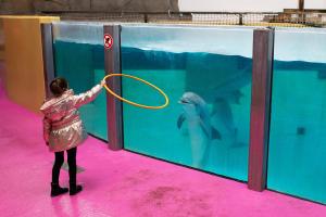 Dolfijn in het dolfinarium Boudewijn Seapark in Brugge.