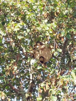 Een recent ontdekt nest van Aziatische hoornaar in de Fazantenlaan in Bredene.