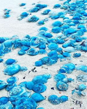 De felblauwe kwallen zijn een opvallend beeld op het strand.