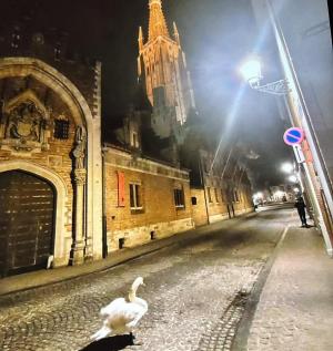 De zwaan gaat zelfs ‘s nachts op straat op stap.
