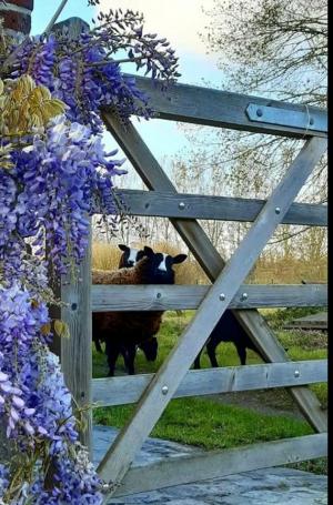 De biodiversiteit van Engelendale wordt verbeterd.