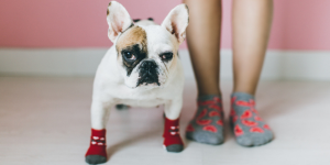 Une vétérinaire épingle certaines races de chiens DR Getty Images