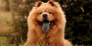 alt_chowchow