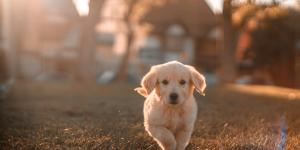 alt_Adopter chien - Unsplash