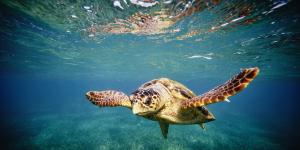 tortue plage belge