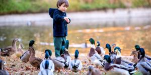 Arrêtez de donner du pain aux canards.