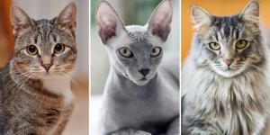Quelles races de chats vivent les plus longtemps?