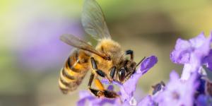 Comment protéger les abeilles