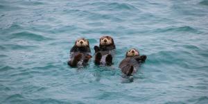 Loutre - Unsplash