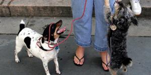 Exposition Elliott Erwitt chiens