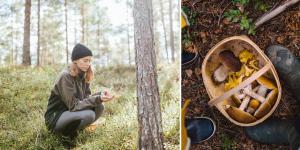 Règles de cueillette des champignons