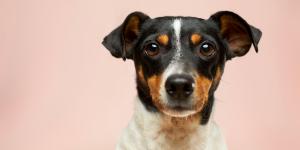 chien âge