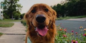 Hond hittegolf