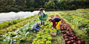 biologisch tuinieren landbouw