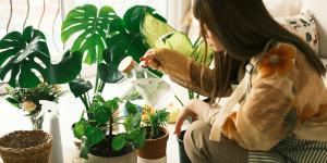 makkelijke planten