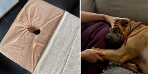 massage chien