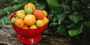 fruitvliegjes