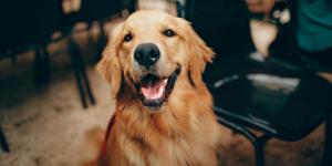 deelhond
