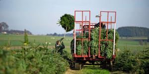 En Wallonie, le sapin occupe 3.100 hectares, pour près de 2 millions d’arbres, et représente un chiffre d’affaires de près de 35 millions d’euros et environ 1.000 ETP.