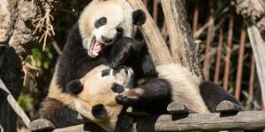 Pandas Pairi Daiza partent en Chine