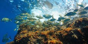 poissons océans