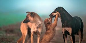 animaux
