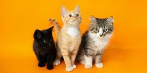 populairste kattennamen