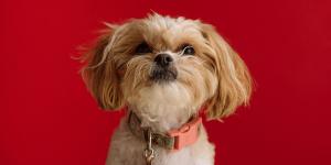 populairste hondennamen