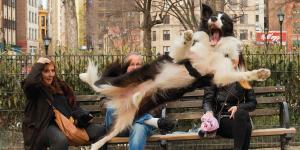 Comedy Pet Photo Awards 