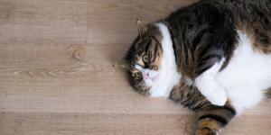 Ozempic chat traitement obésité