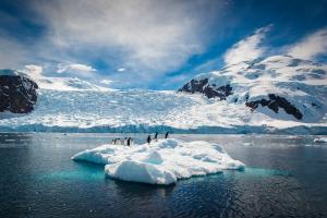 pingouins d'antarctique