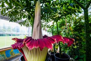 pénis de titan arum jardin botanique meise