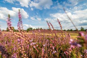 Nos lieux préférés pour se croire en vacances sans quitter la Belgique (ici, le Mechelse Heide) - Unsplash (Matthias Pens)