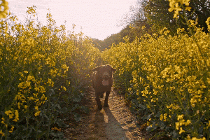 Comment aller courir avec son chien en toute sécurité - Canva