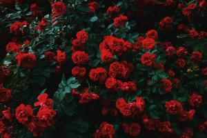 Les roses, stars du show à Permet - Unsplash (Nikita Tikhomirov)