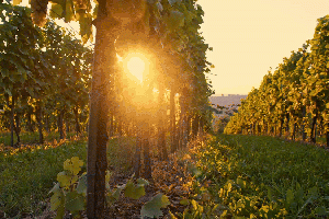 vignoble femme belge master of wine