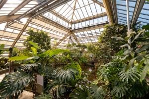 De Hortus Botanicus in Leiden