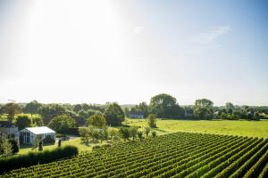 Vignoble de Valke Vleug, à Liezele, Puurs