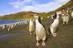 L'île Macquarie, au large de l'Australie, le paradis des pingouins